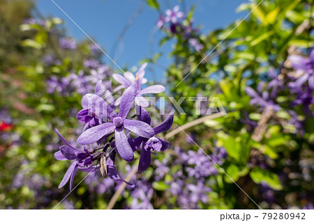 Purple Wreath flowers 79280942