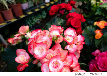 beautiful camellia flowers beautiful camellia flowers 79280948