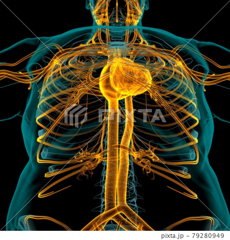 Human Heart With Circulatory System Anatomy For Medical Concept 3D Human Heart With Circulatory System Anatomy For Medical Concept 3D 79280949
