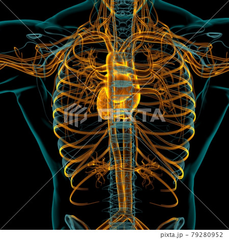 Human Heart With Circulatory System Anatomy For Medical Concept 3D 79280952