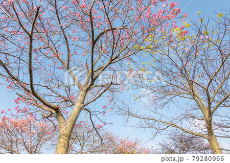 pink silk floss tree flowers pink silk floss tree flowers 79280966