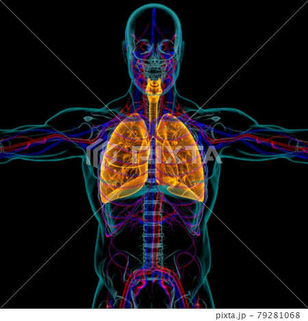 Lungs Human Respiratory System Anatomy For Medical Concept 3D Lungs Human Respiratory System Anatomy For Medical Concept 3D 79281068