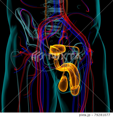 Male Reproductive System Anatomy For Medical Concept 3D Rendering 79281077