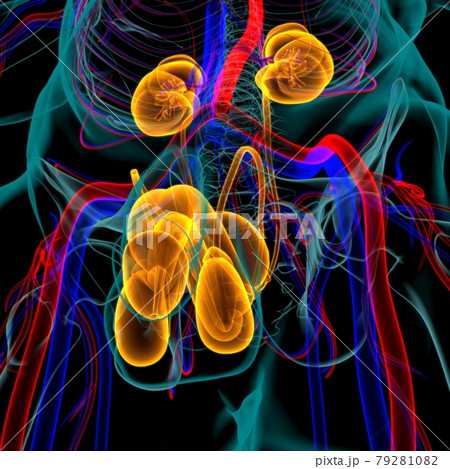 Male Reproductive System Anatomy For Medical Concept 3D Male Reproductive System Anatomy For Medical Concept 3D 79281082