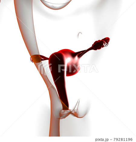 Female Reproductive System Anatomy For Medical Concept 3D 79281196