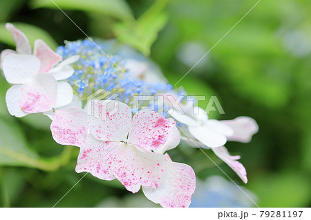 府民の森満開の紫陽花園 79281197