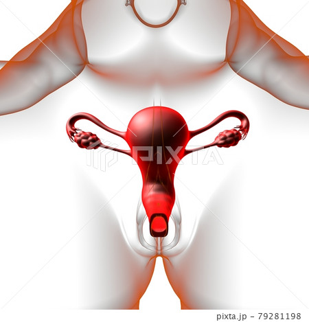 Female Reproductive System Anatomy For Medical Concept 3D 79281198