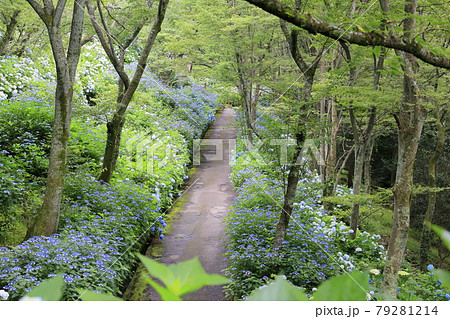府民の森満開の紫陽花園 府民の森満開の紫陽花園 79281214