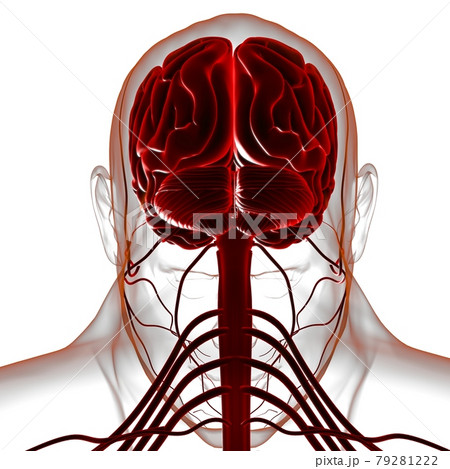 Human Brain Anatomy For Medical Concept 3D Rendering Human Brain Anatomy For Medical Concept 3D Rendering 79281222
