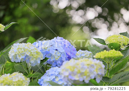 府民の森満開の紫陽花園 79281225