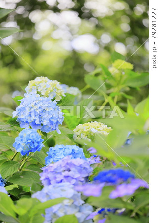 府民の森満開の紫陽花園 府民の森満開の紫陽花園 79281227