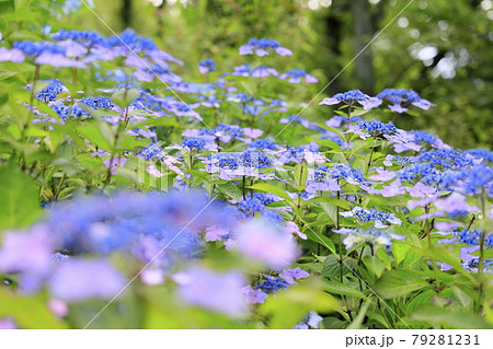 府民の森満開の紫陽花園 79281231