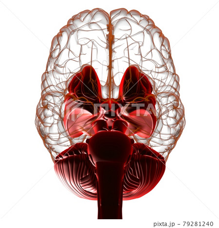 Human Brain inner parts Anatomy For Medical Concept 3D Rendering Human Brain inner parts Anatomy For Medical Concept 3D Rendering 79281240