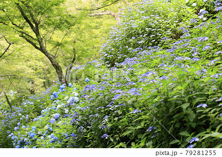 府民の森満開の紫陽花園 府民の森満開の紫陽花園 79281255