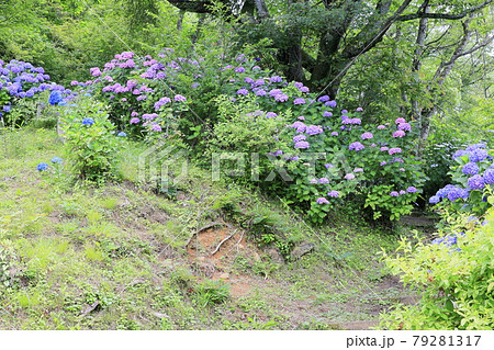 府民の森満開の紫陽花園 79281317