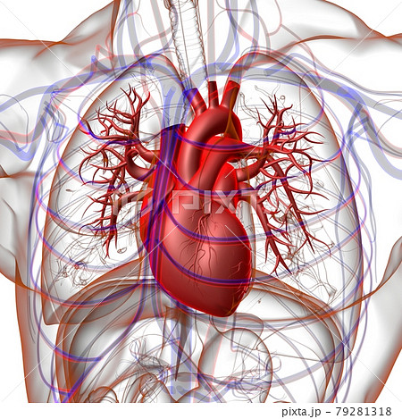 Human Heart Anatomy For Medical Concept 3D Rendering Human Heart Anatomy For Medical Concept 3D Rendering 79281318