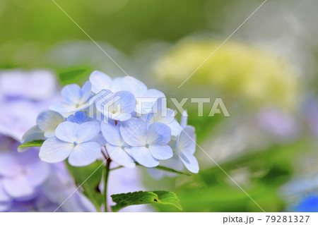 府民の森満開の紫陽花園 府民の森満開の紫陽花園 79281327