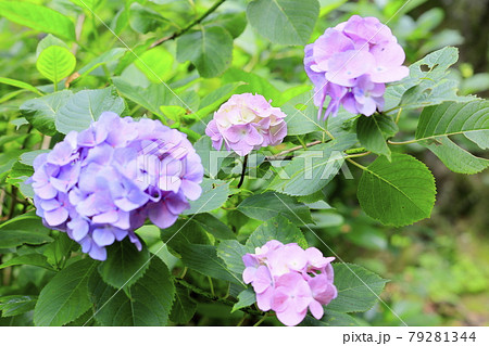 府民の森満開の紫陽花園 79281344