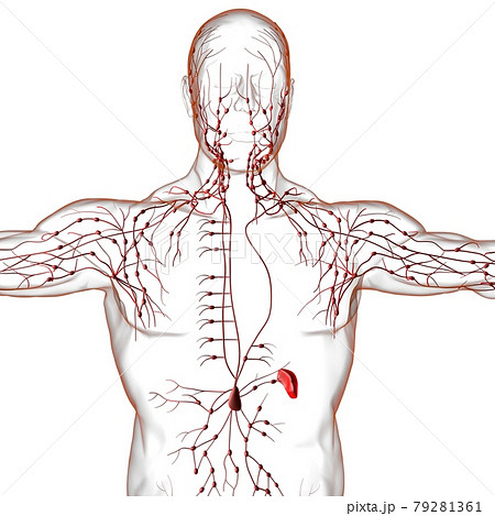 Human Lymph Nodes Anatomy For Medical Concept 3D Rendering 79281361