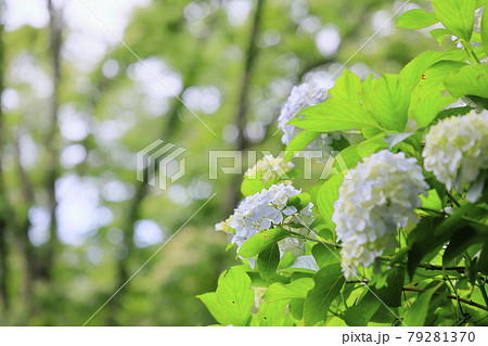 府民の森満開の紫陽花園 府民の森満開の紫陽花園 79281370