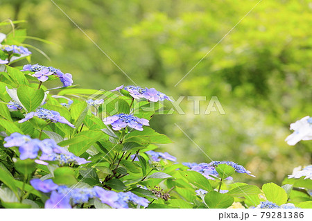 府民の森満開の紫陽花園 79281386