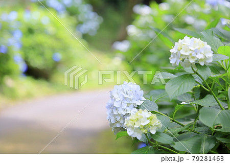 府民の森満開の紫陽花園 府民の森満開の紫陽花園 79281463