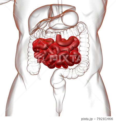 Small Intestine 3D Illustration Human Digestive System Anatomy 79281466