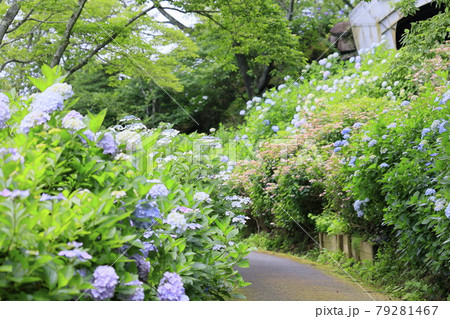 府民の森満開の紫陽花園 府民の森満開の紫陽花園 79281467