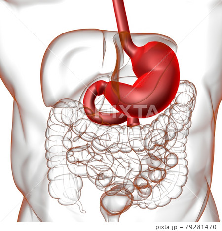 Stomach Anatomy Human Digestive System For Medical Concept 3D Rendering 79281470