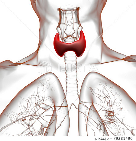 Thyroid Gland Anatomy For Medical Concept 3D Thyroid Gland Anatomy For Medical Concept 3D 79281490