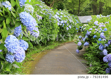 府民の森満開の紫陽花園 79281496
