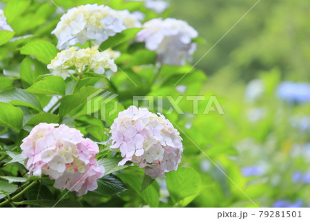 府民の森満開の紫陽花園 79281501