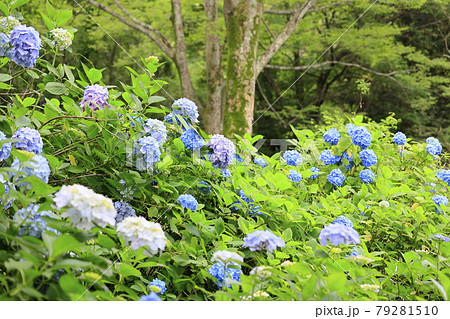 府民の森満開の紫陽花園 79281510