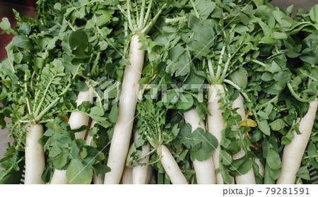 Fresh long white radish produce with leaves 79281591