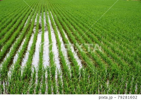 育つ稲の苗　田植え 79281602