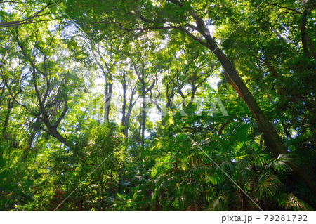 等々力渓谷・森林浴・都内・デート・アウトドア・観光・散歩 79281792