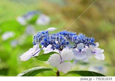 アジサイの花 アジサイの花 79281839