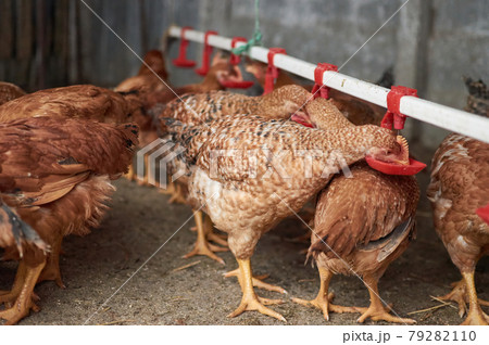 Free range Chickens drinking water by nipple in backyard farm. Home poultry Free range Chickens drinking water by nipple in backyard farm. Home poultry 79282110