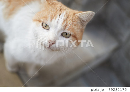 Adorable domestic Cat looking up Adorable domestic Cat looking up 79282176