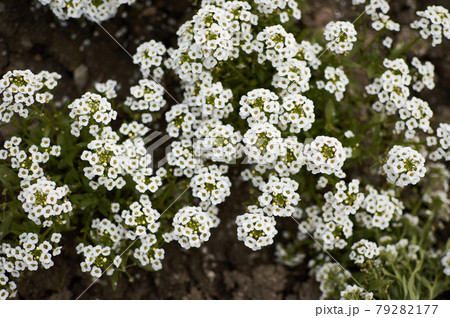 Achillea millefolium. yarrow close up flower. Medicinal wild herb Achillea millefolium. yarrow close up flower. Medicinal wild herb 79282177