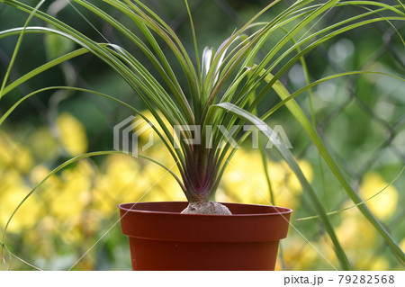 Nolina or Pony-tail palm. Indoor plants outdoors outside 79282568