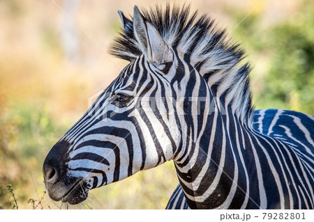 Close up of a Burchell's zebra head. 79282801