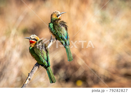 Two White-fronted-bee-eaters sitting on a branch. Two White-fronted-bee-eaters sitting on a branch. 79282827