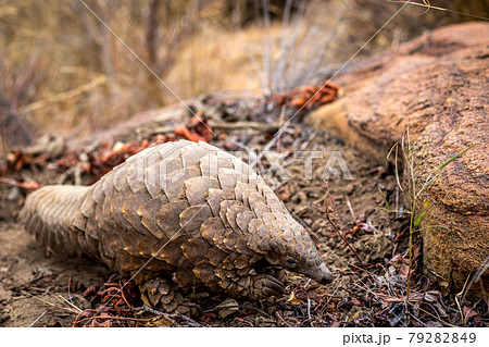 Ground pangolin crawling in the bush. 79282849
