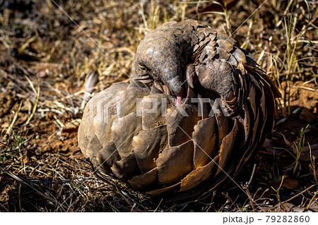 Ground pangolin rolling up in the grass. 79282860