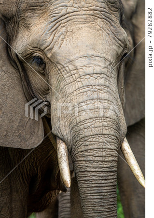 Close up of an African elephant. Close up of an African elephant. 79282882