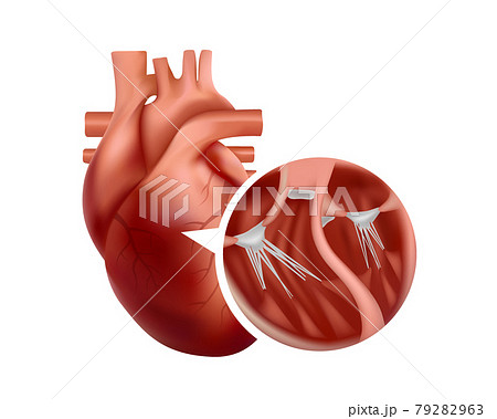 Realistic heart anatomy with close-up cross-section. 3d human heart illustration. 79282963