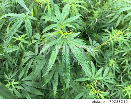 大量の野生の大麻が成長する様子を背景にした、雨水に濡れたオイリーなリーフ（葉っぱ）一枚のイメージ画像 79283216