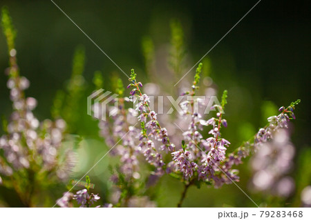 Blooming wild purple common heather Calluna vulgaris. Nature floral blossom flowers background 79283468