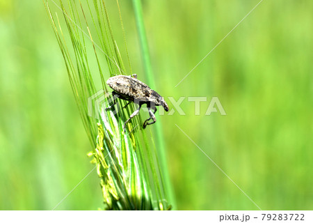 Syngenta beetle from the order of weevils. Syngenta beetle from the order of weevils. 79283722